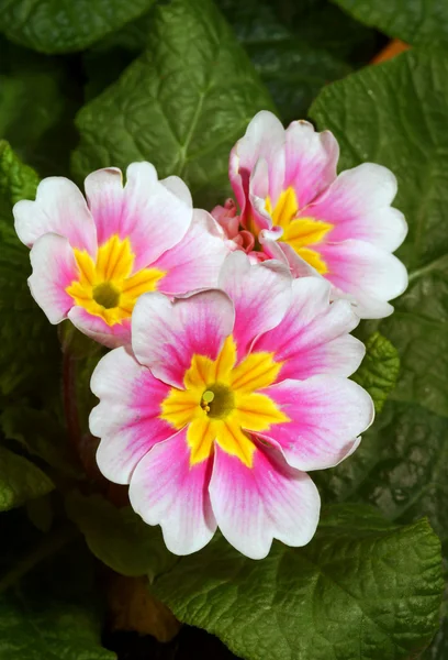 Små, vårblommor gullvivor — Stockfoto