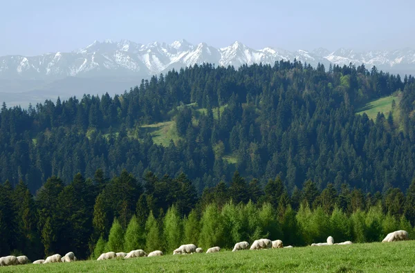Pieniny dağlarda koyun sürüsü — Stok fotoğraf