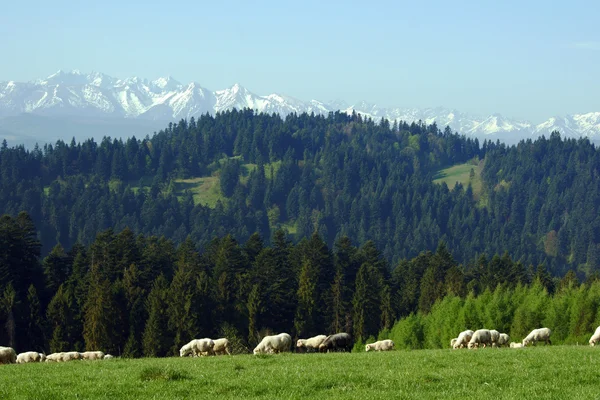 Pieniny 산에서 양 떼 — 스톡 사진