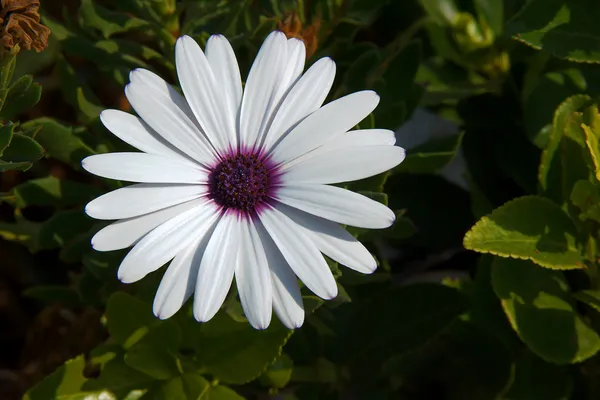 Osteospermum - kwiat na wyspie Korfu — Zdjęcie stockowe