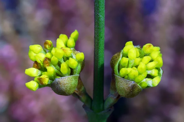 Brotes de primavera en la zarzamora arbusto —  Fotos de Stock