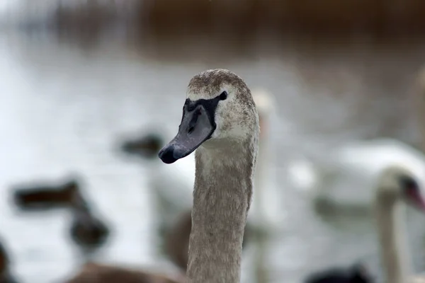 Retrato de un cisne gris —  Fotos de Stock