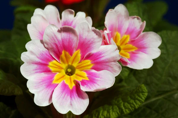작은 봄 꽃 앵 — 스톡 사진