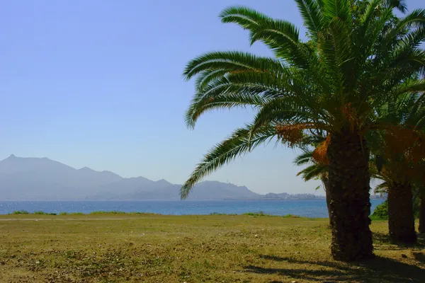 Palmeras en la costa, isla de Zakynthos — Foto de Stock
