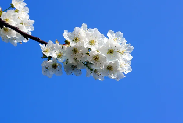 Fleurs blanches sur l'arbre — Photo