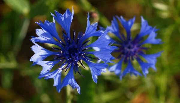 Centaurea 꽃 — 스톡 사진