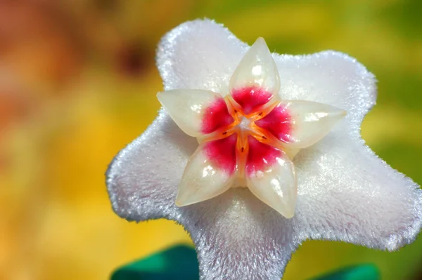 Hoya bella, flor — Foto de Stock