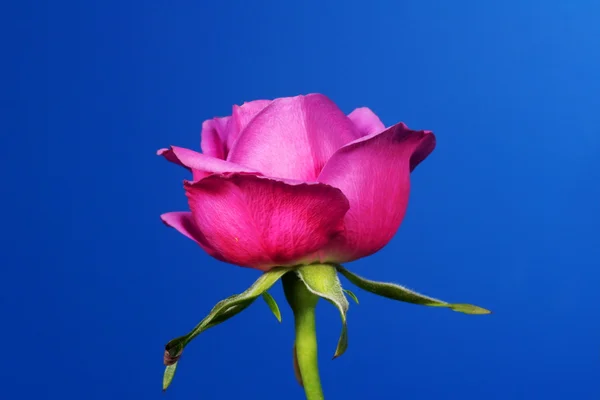 Rosa flores rosadas —  Fotos de Stock