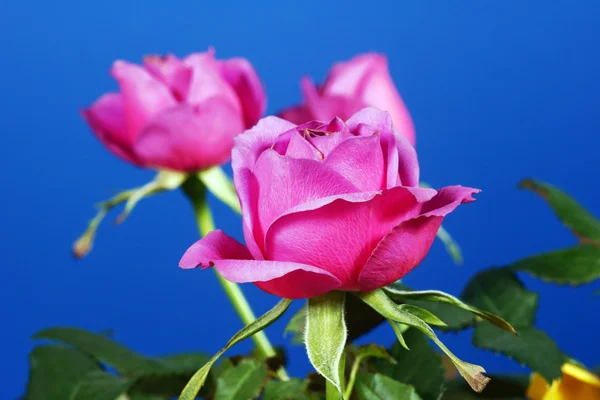Rosa flores rosadas —  Fotos de Stock