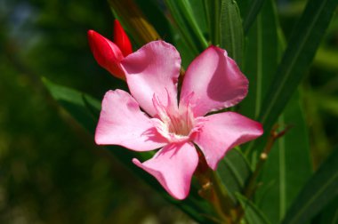 nerium oleander çiçekler