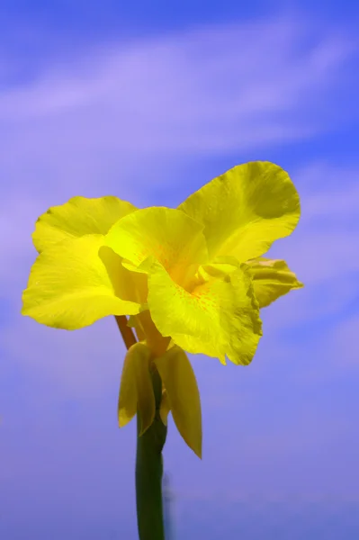 Flor de lírio amarelo contra o céu — Fotografia de Stock