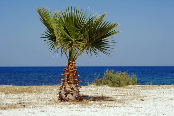 Zeekust met palmboom — Stockfoto