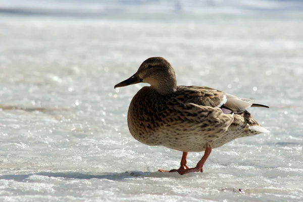 Canard marchant sur la glace — Photo