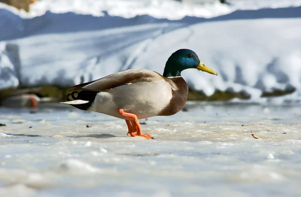 Duck walking on ice — Stock Photo, Image