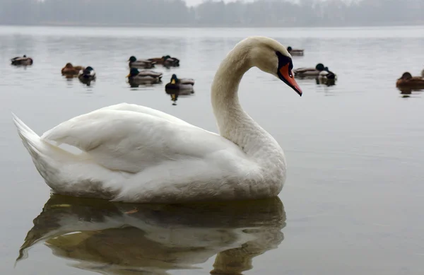 Un cisne blanco y patos en otoño — Foto de Stock