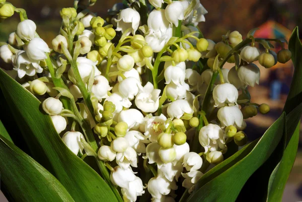 Květiny Konvalinka — Stock fotografie