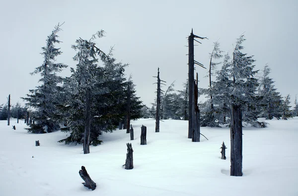 大雪覆盖云杉在工业区山 — 图库照片