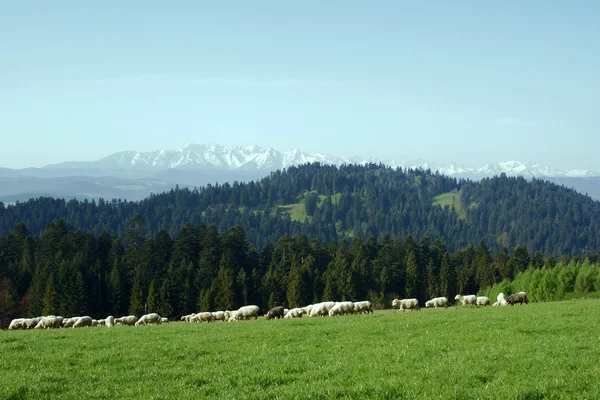 Pieniny 산에서 양 떼 — 스톡 사진