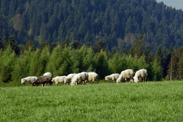 Flock of sheep in Pieniny mountains — Stock Photo, Image