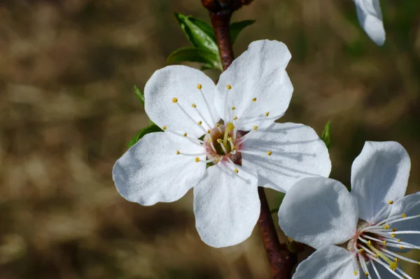 Белые цветы на дереве — стоковое фото
