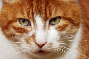 gözleri kırmızı saçlı kedi