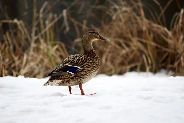 Canard marchant dans la neige — Photo