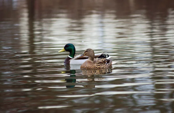 A pair of ducks floating on a pond — Stock Photo, Image