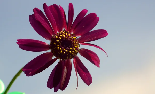 Cyneraria kwiat — Zdjęcie stockowe
