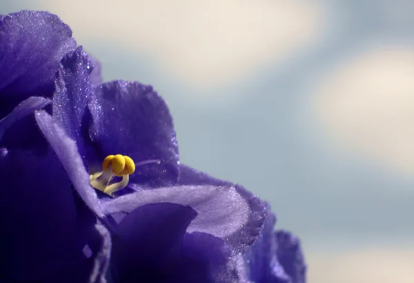 Altówka kwiat na tle nieba — Zdjęcie stockowe