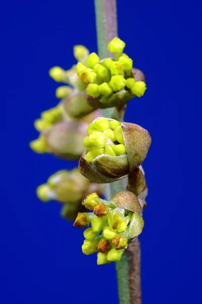 Brotes de primavera en la zarzamora arbusto — Foto de Stock