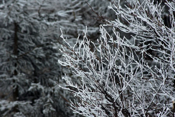 Abeto coberto de neve em Hory Mountains — Fotografia de Stock