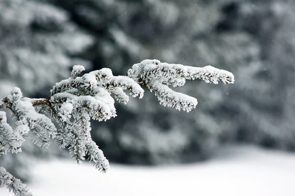 Picea cubierta de nieve en las montañas Hory —  Fotos de Stock