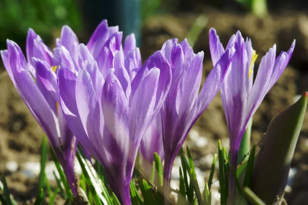 Purpurowy, kwiat wiosna krokus — Zdjęcie stockowe