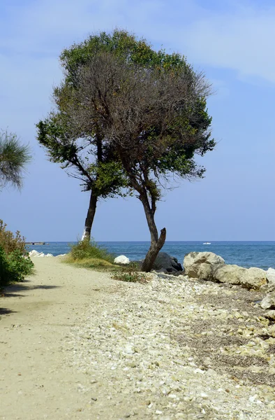 Ensamt träd på stranden vid havet — Stockfoto