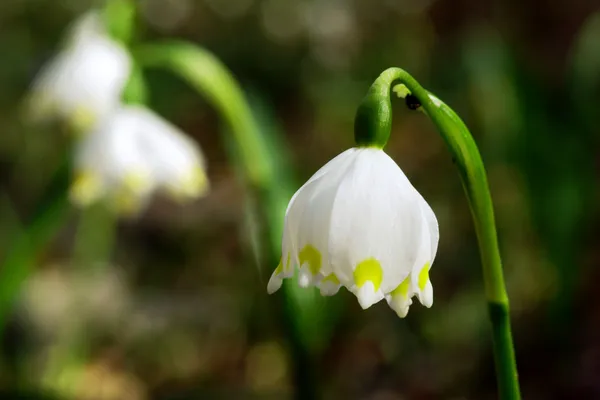 Bahar kar fırtınası - beyaz çiçek — Stok fotoğraf