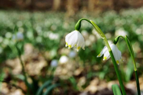 Wiosną Kurzawa - biały kwiat — Zdjęcie stockowe