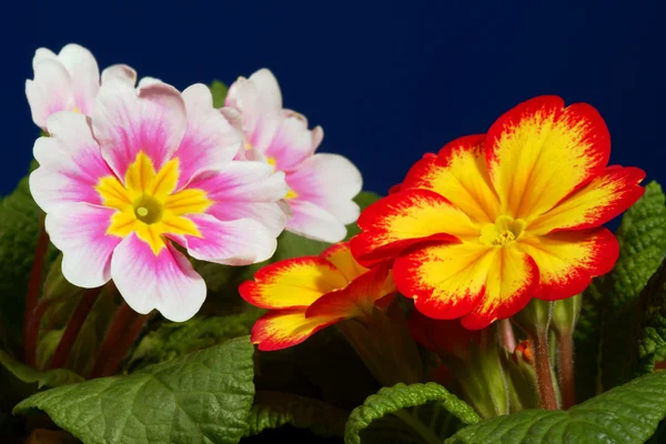 작은, 봄 꽃 앵 — 스톡 사진