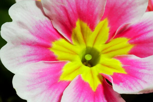 Pequenas, prímulas de flores de primavera — Fotografia de Stock