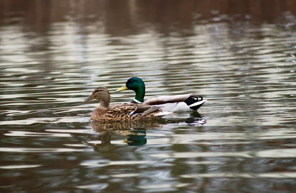 Eend lopen op ijs — Stockfoto