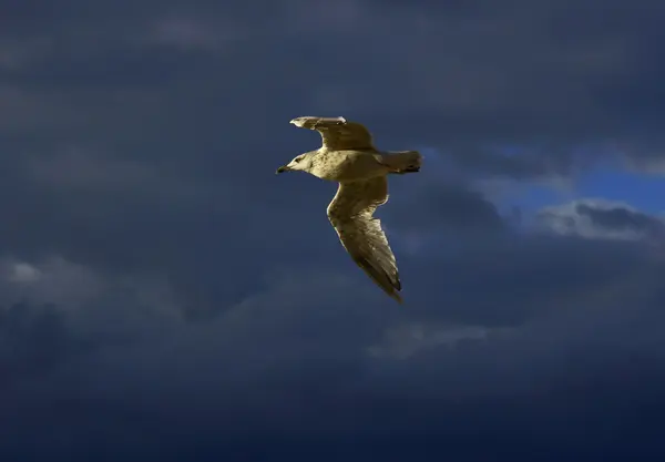 Чайка на лету, Польша — стоковое фото
