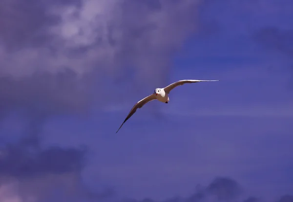 Чайка на лету, Польша — стоковое фото