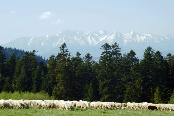 Pieniny 산에서 양 떼 — 스톡 사진