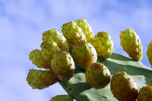 Paddle cactus nell'isola di Corfù — Foto Stock