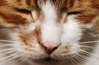 ağız zencefil kedi