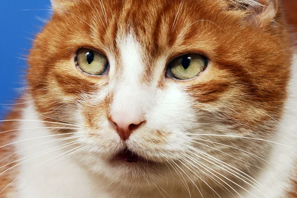 眼睛红头发猫 — 图库照片
