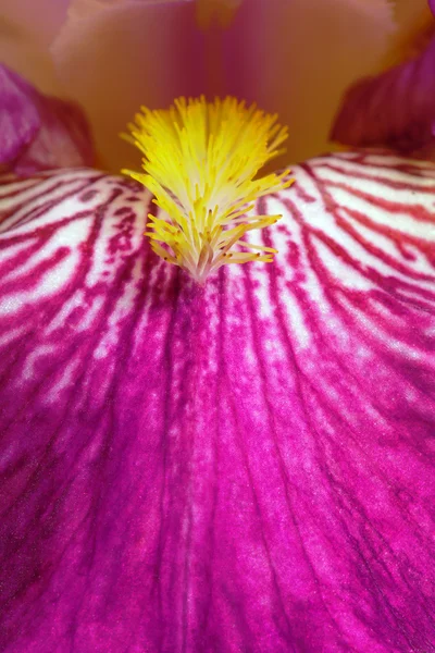 Iris - flor morada — Foto de Stock