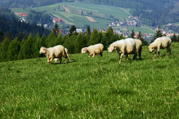 Flock of sheep in Pieniny mountains — Stock Photo, Image