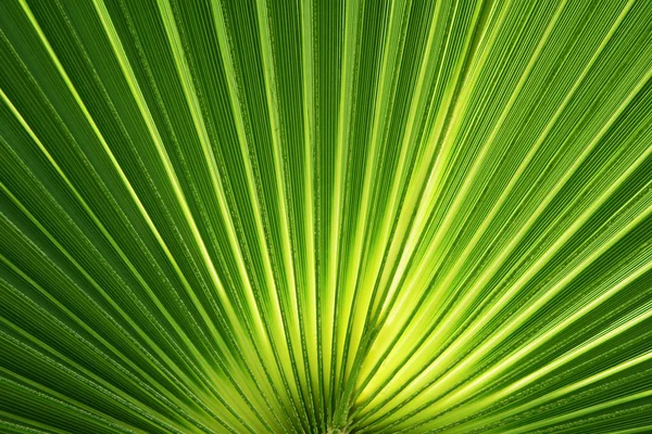 Green palm leave