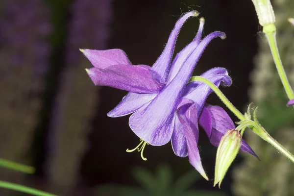 Common columbine - decorative flower — Stock Photo, Image