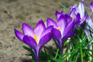 colchicum sonbahar - dekoratif çiçek